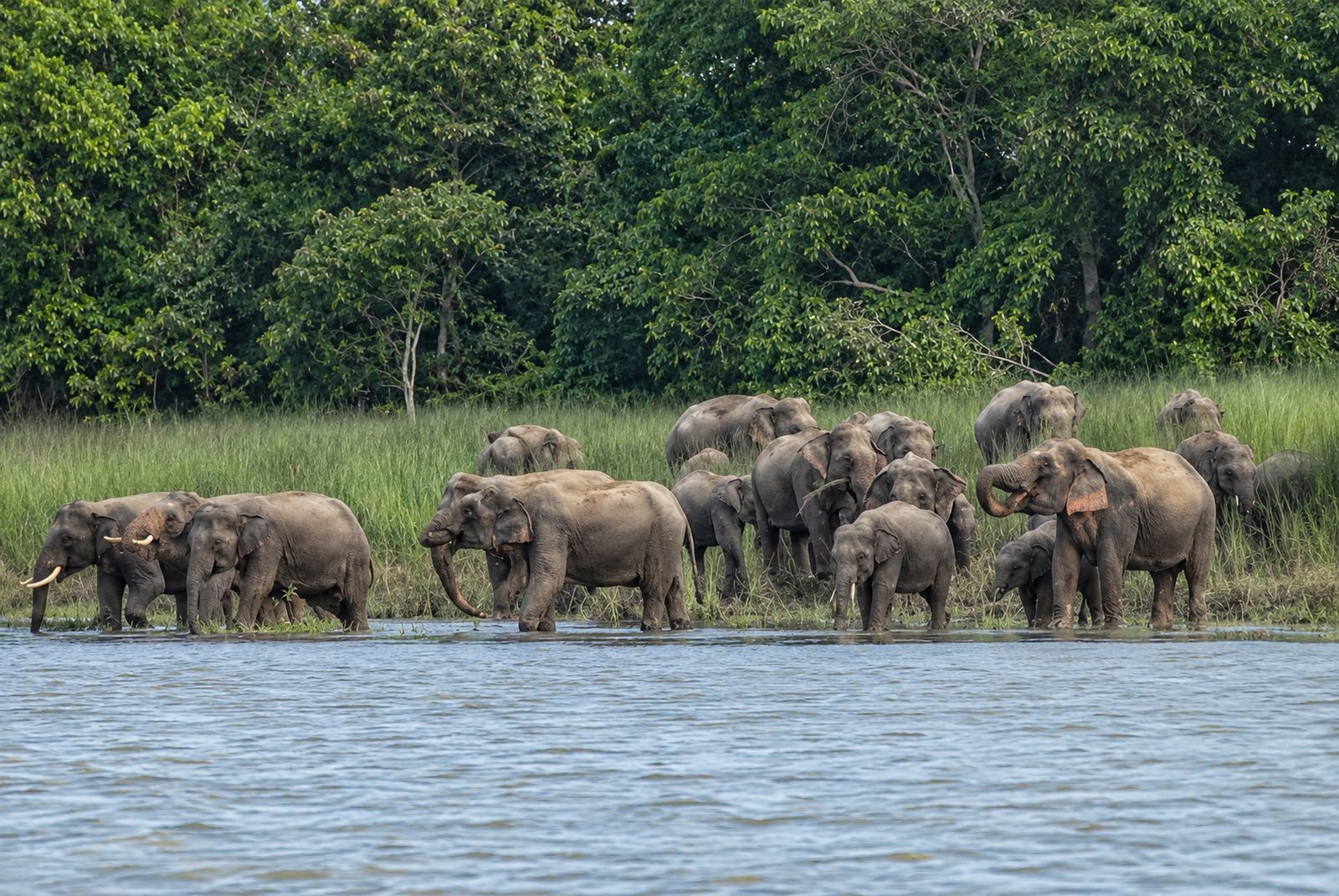 Grassland in Bardiya National Park